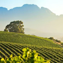 The country's most prestigious wine region, famous for its award-winning wines and historic luxury estates.